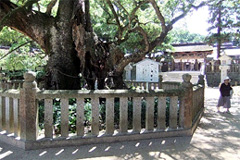 大三島(愛媛県)の大山祇神社の本殿、
拝殿は国の重要文化財である。
樹齢2600年のクスノキは天然記念物である。
国宝は8件、国の重要文化財は132件もある。 
(撮影:穂高健一、7月222日) 
