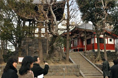 宝蔵門の東方・弁天山は、これが「山なの?」と
首を傾げたくなる。だが、文学碑の宝庫である。
(撮影=穂高健一、1月10日、東京・浅草)