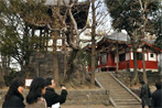 宝蔵門の東方・弁天山は、これが「山なの?」と
首を傾げたくなる。だが、文学碑の宝庫である。
(撮影=穂高健一、1月10日、東京・浅草)